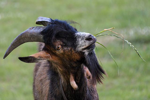 Conhece cabras e bodes? Faça o teste e descubra