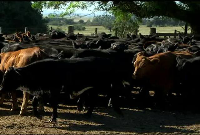 RS cria selo de origem para a carne do estado