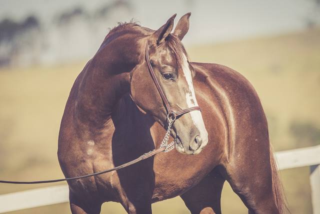 Fonte: Haras Três Rios