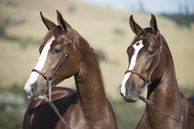 Fonte: Haras Três Rios