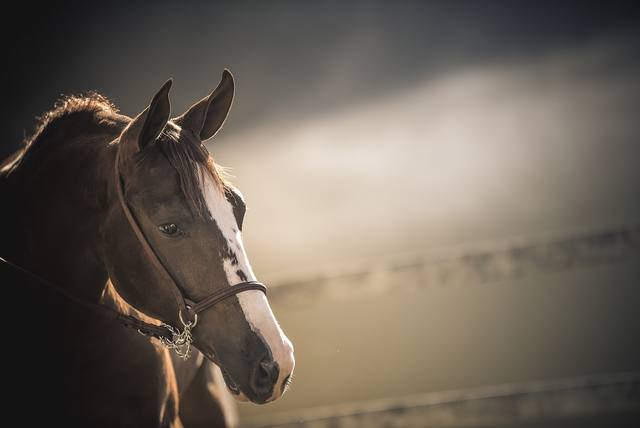 Fonte: Haras Três Rios