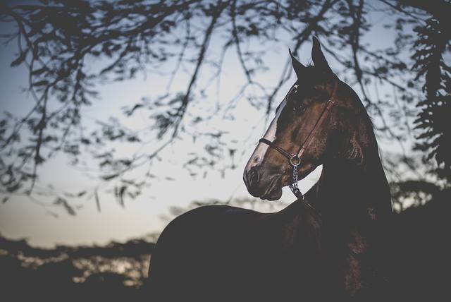 Fonte: Haras Três Rios