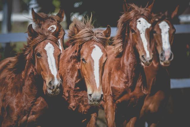 Fonte: Haras Três Rios