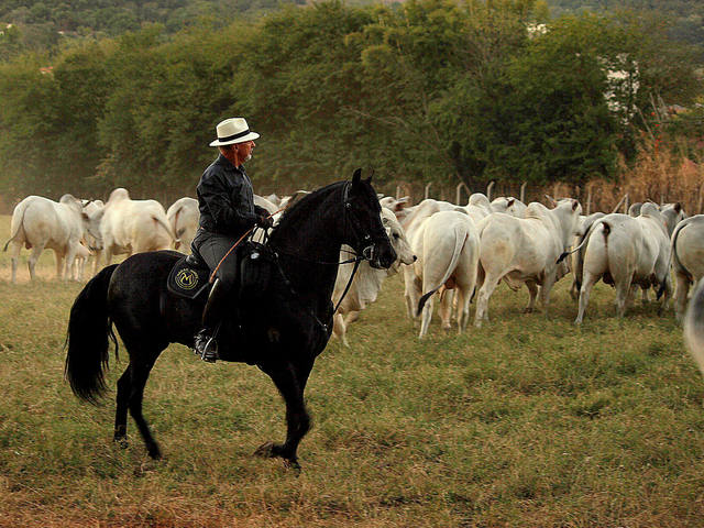 Fonte: Canal Rural