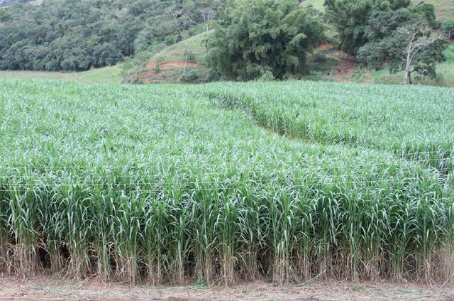 Fonte: Embrapa Gado de Leite