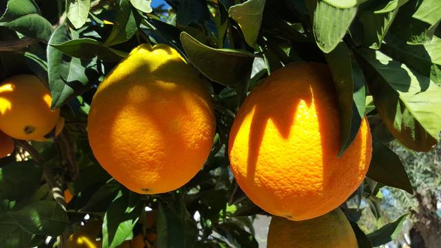 laranja