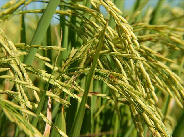 plantação de arroz