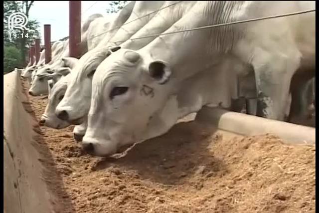 Pasto: uso planejado rende R$ 10 a mais por animal