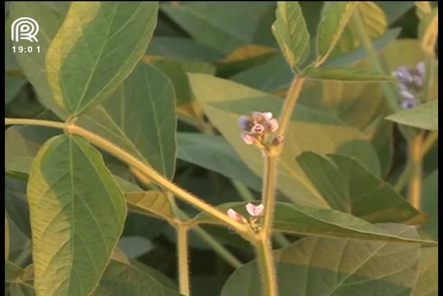 Rondônia atrai pecuaristas e produtores de soja