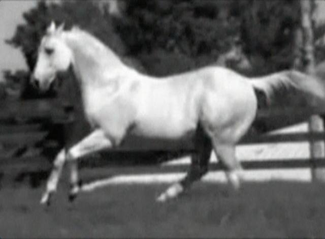 Saiba o que é preciso para criar um cavalo campeão