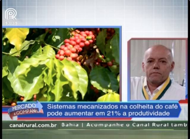 Café: colheita mecanizada aumenta a produtividade