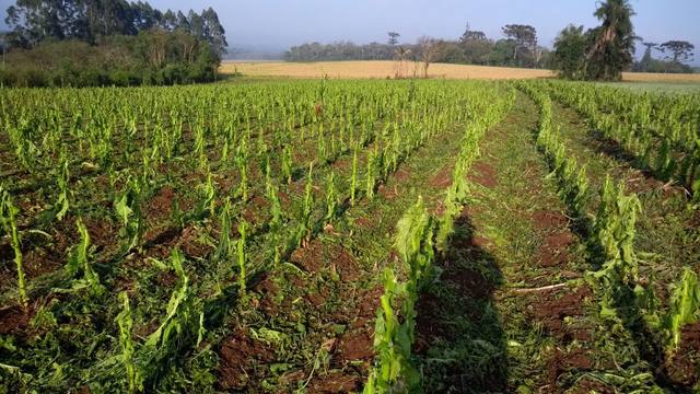 Fonte: Sindicato Rural de Pinhão e Prudentópolis