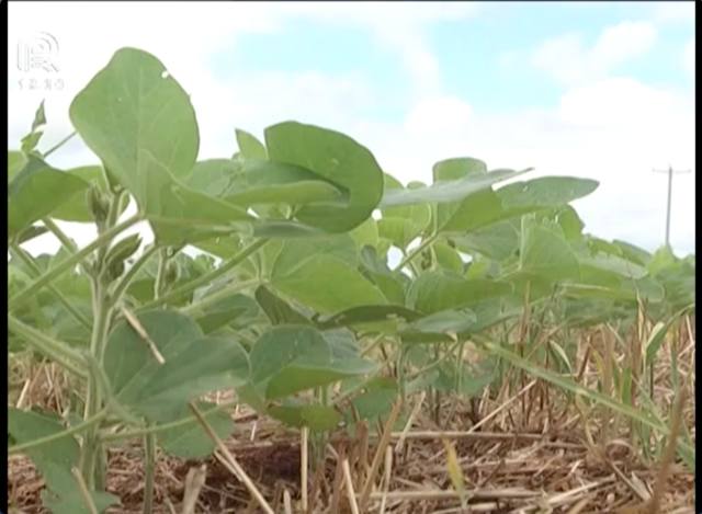 RS: área plantada de soja cresce e anima produtor