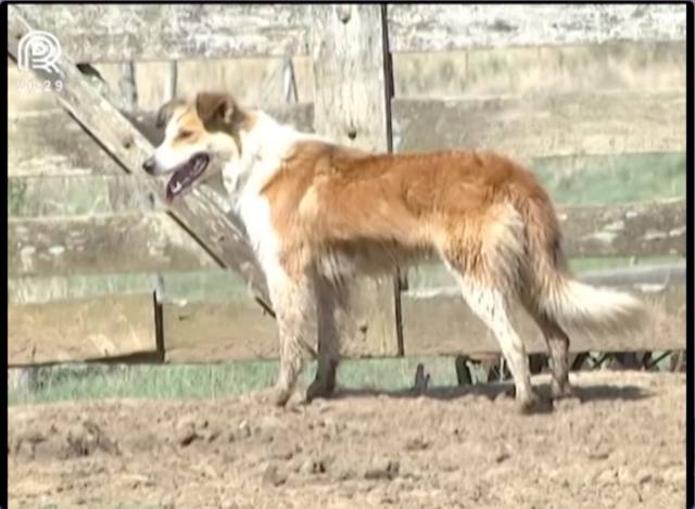 Conheça a raça de cachorro ovelheiro gaúcho