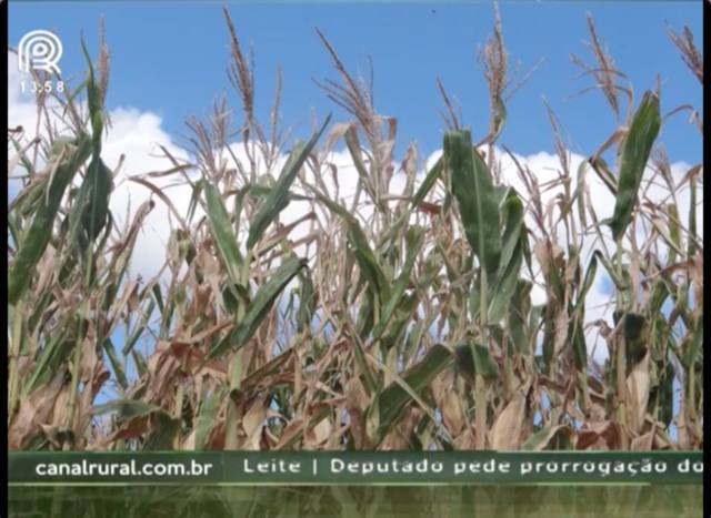 RS: forte calor e falta de chuva prejudicam o milho