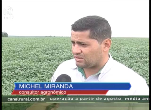 MT: Percevejo-castanho prejudica sojicultores