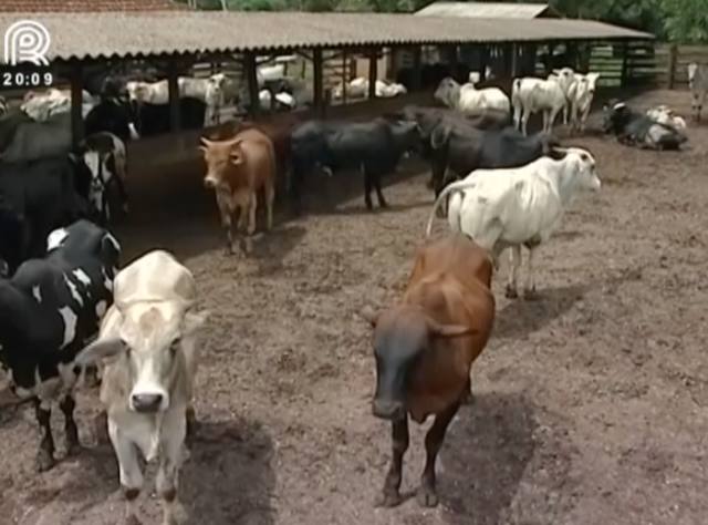 Pecuaristas de MG criam estratégias para diminuir custos