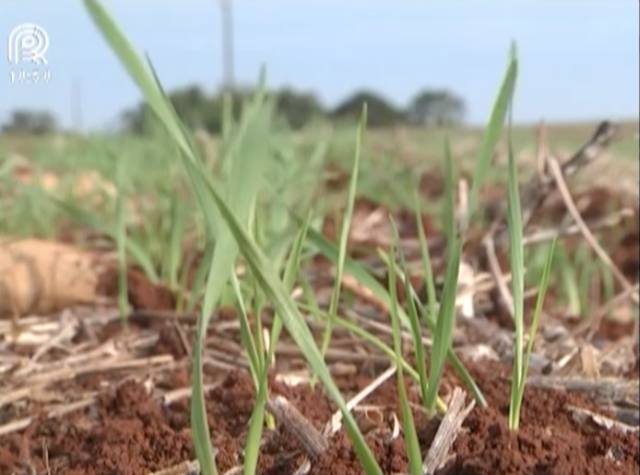 Trigo: produtor não acredita em melhora neste ano