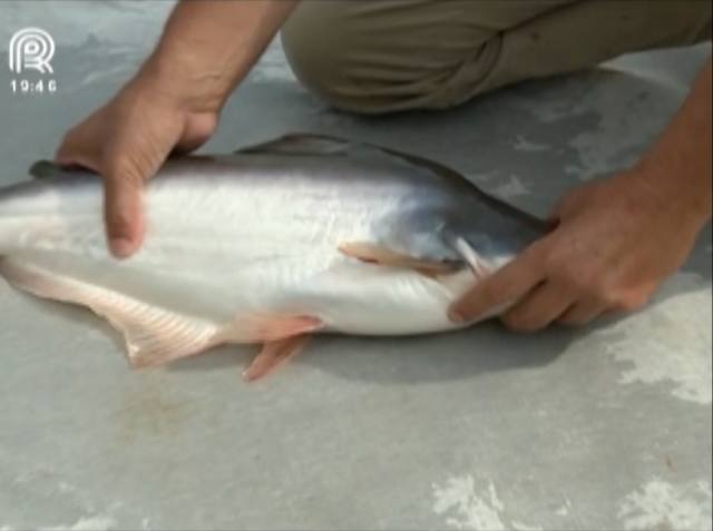 Conheça o peixe panga e saiba como faturar com ele