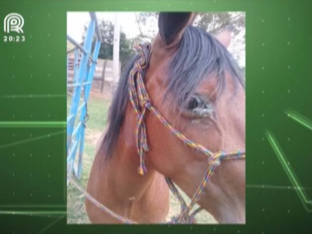 Veterinária explica as doenças oculares em cavalos