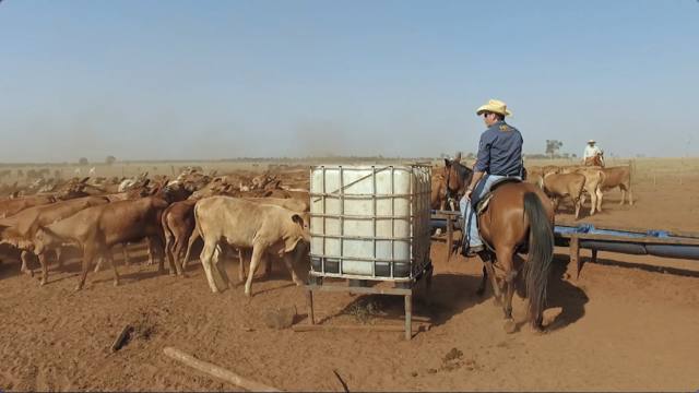 Senepol: raça reduz ciclo de abate e garante carne de qualidade