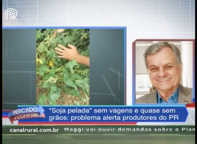 PR: "soja pelada" afeta algumas lavouras