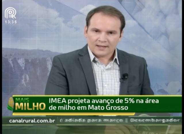 Milho: área plantada atinge 5% em MT