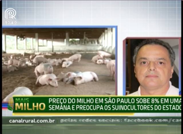 Preço alto do milho traz prejuízo a suinocultores