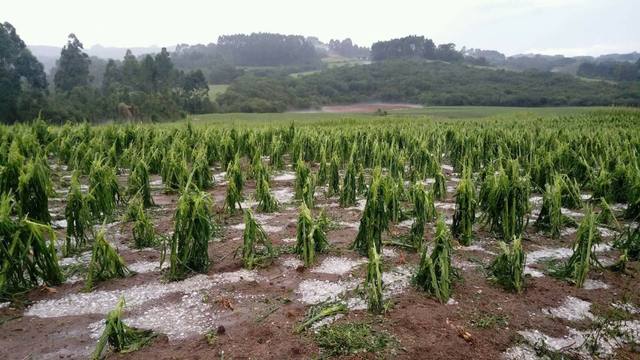 Fonte: Sindicato Rural de Pelotas