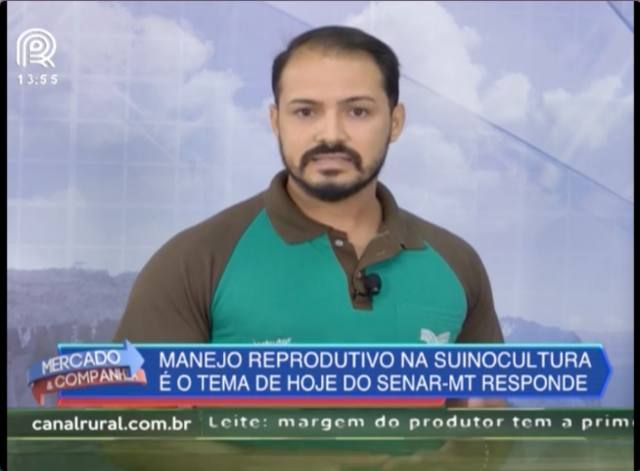 Suínos: saiba mais sobre manejo reprodutivo