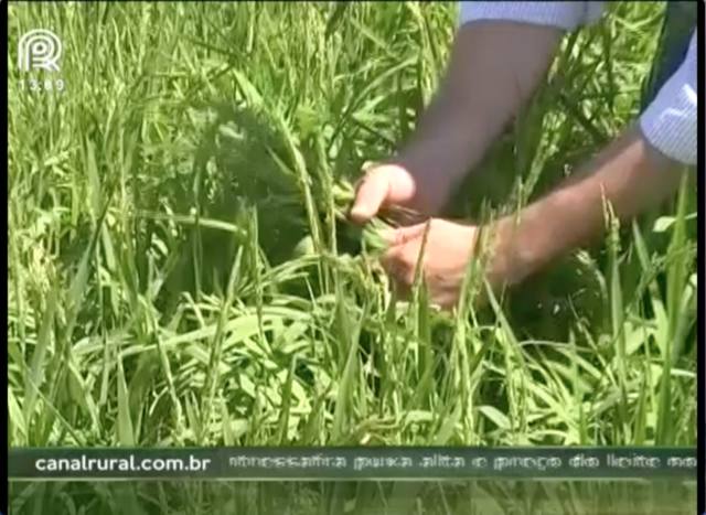 Embrapa lança nova cultivar de arroz