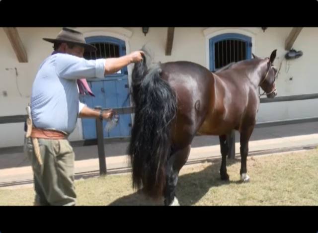 Veja como dar volume à cola dos cavalos