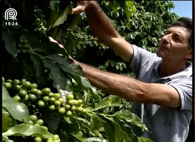 Café: preço em queda preocupa produtores