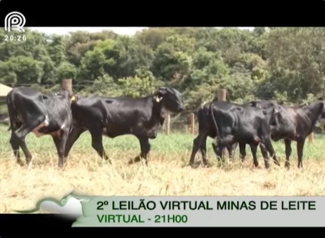 Leilão oferta novilhas, vacas e bezerras girolando