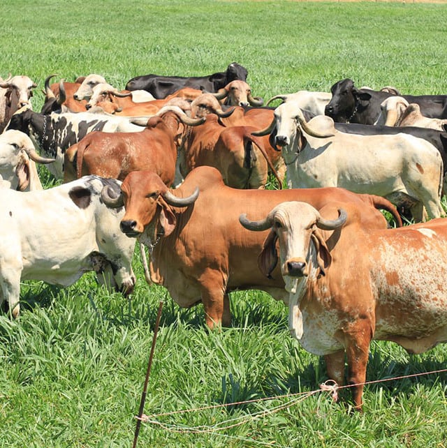 ferramenta genômica raças bovinos bois