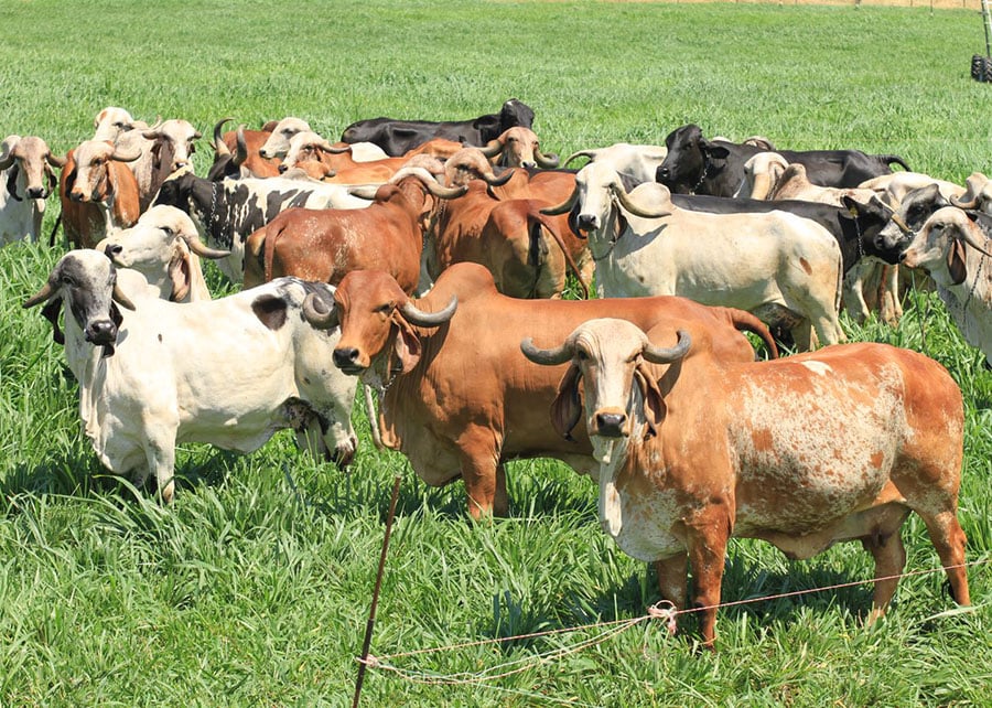 ferramenta genômica raças bovinos bois
