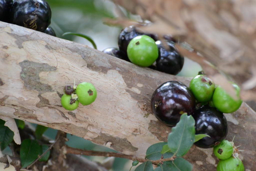 Jabuticaba Jabuticaba