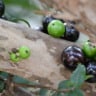 Jabuticaba