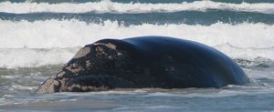 Baleia franca encalha no litoral de Santa Catarina