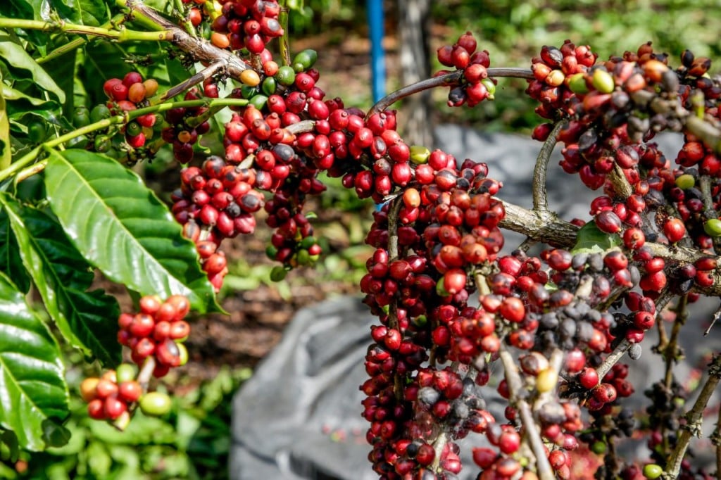 Governo de SP lança programa para impulsionar café canephora e atrair novos mercados Governo de SP lança programa para impulsionar café canephora e atrair novos mercados