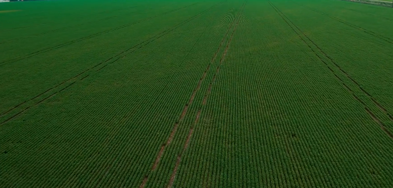 Foto: Aprosoja MT/Serie Clima e Mercado