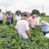 Demonstração de identificação de pragas a campo durante Giro Técnico em 2023. Arquivo IDR-Paraná