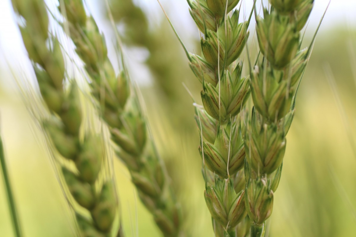 Produtores de arroz do Rio Grande do Sul pedem socorro ao governo federal