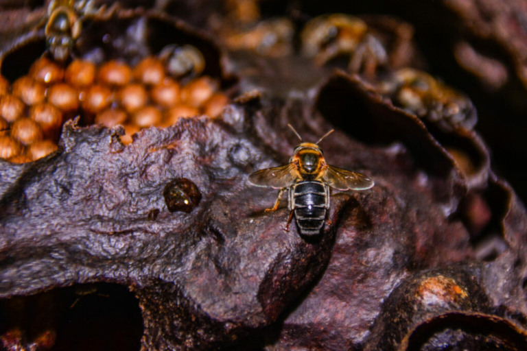 Meliponário; abelhas sem ferrão