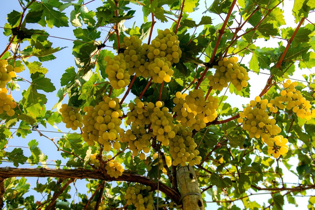 Bahia vai exportar uvas para a China após novo acordo comercial entre Brasil e China Bahia vai exportar uvas para a China após novo acordo comercial entre Brasil e China