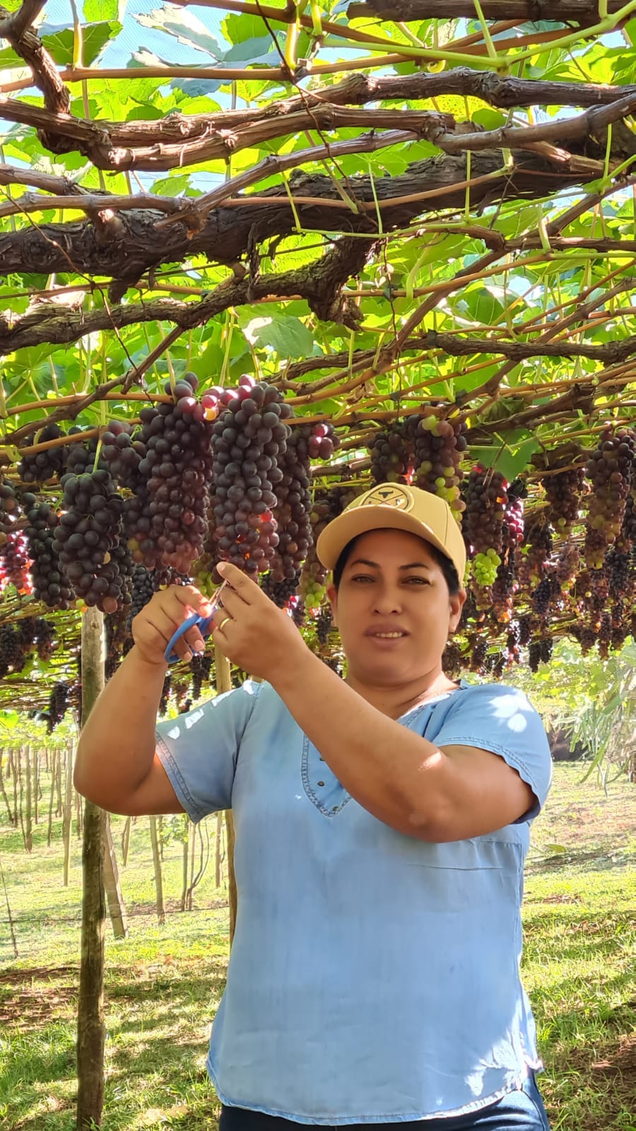 Mulher no parreiral, segurando um cacho de uvas.