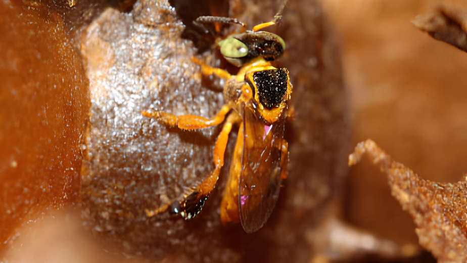 Meliponicultura abelha-sem-ferrão abelha