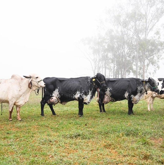 Pela primeira vez, ferramenta genômica vai reunir três raças de bovinos leiteiros