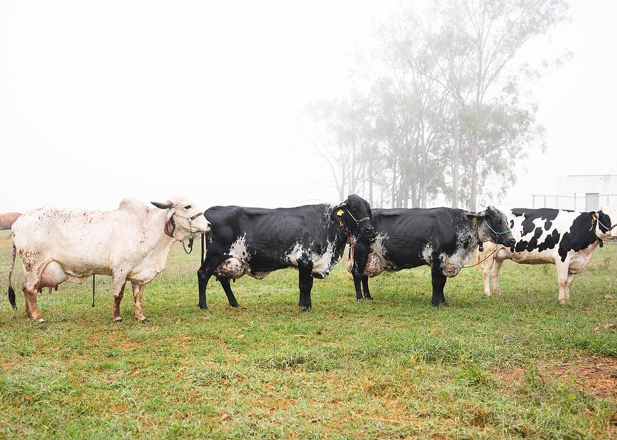 Pela primeira vez, ferramenta genômica vai reunir três raças de bovinos leiteiros