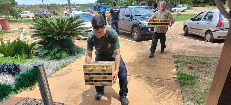 gaiolas com aves traficadas apreendidas no Distrito Federal